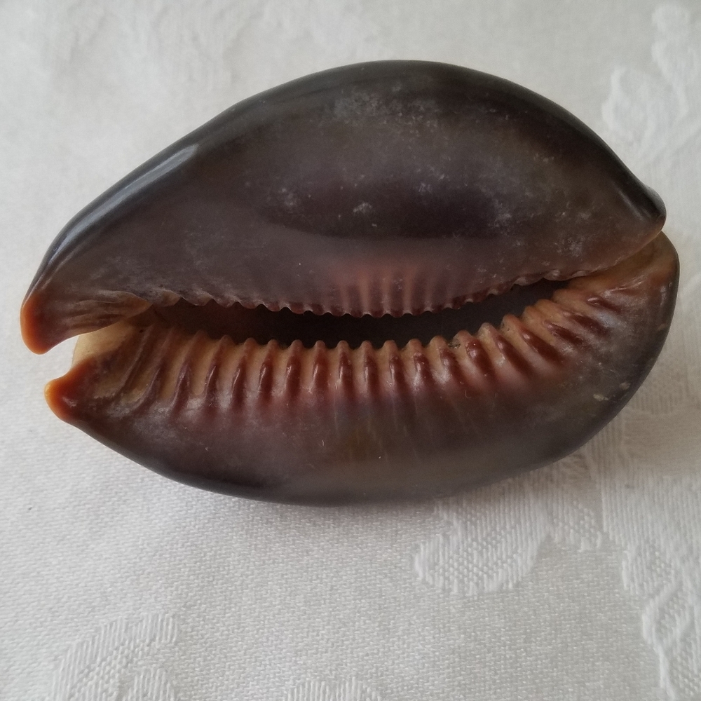 Three Natural Sea Shells - Picture 11 of 12